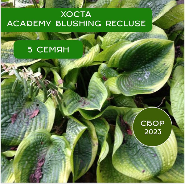 Хосты Хоста - купить по выгодным ценам в интернет-магазине OZON ...