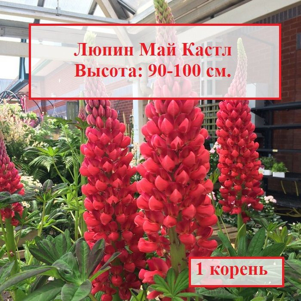 Луковицы Люпины многолетние COLORLINE купить по выгодной цене в ...