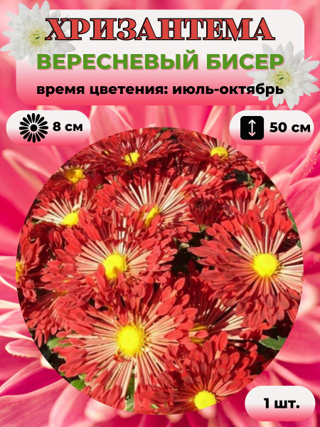 Хризантемы многолетние Magic Garden Хризантема саженец 1 шт._Вересневый ...