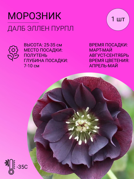 Морозник Морозник - купить по выгодным ценам в интернет-магазине OZON ...