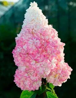 Гортензия метельчатая Ваниль Фрайз - купить с доставкой по выгодным ...