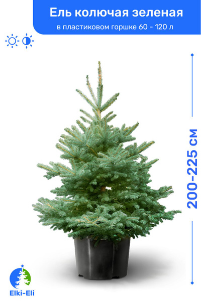 Ель колючая зелёная 200-225 см в пластиковом горшке 60-120 л, саженец ...