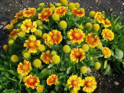 Гайлардия гибридная Аризона Эприкот - купить с доставкой по выгодным ...