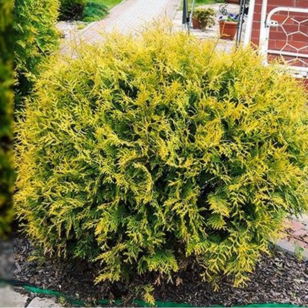 Туя западная Глобоза Голд Высота 45-50см. Горшок 2л. - купить с ...