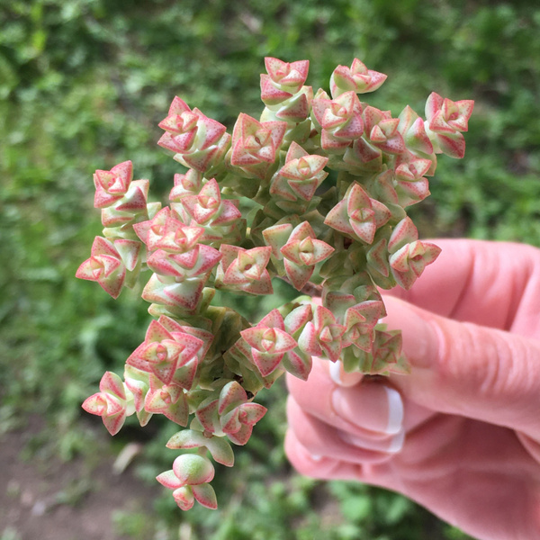 Крассула, Суккулент Том Тамб - купить по выгодной цене в интернет ...