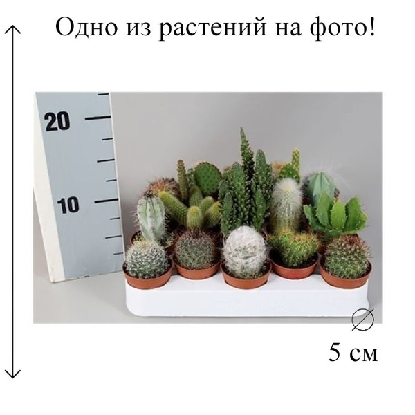 Кактус Эксклюзив Микс D-5 см, 5 дм, 1 шт - купить по выгодной цене в ...