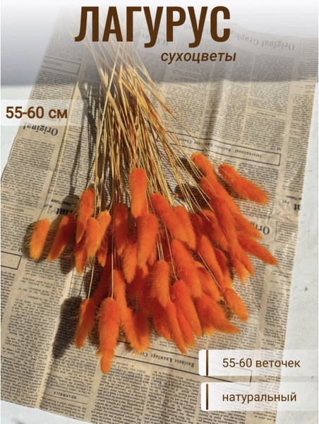 CRISPA FLOWERS Сухоцветы Лагурус, 60 см, 55 шт купить на OZON по низкой ...