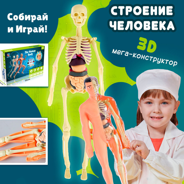 3Д конструктор СТРОЕНИЕ ТЕЛА ЧЕЛОВЕКА со скелетом, детский, анатомия ...