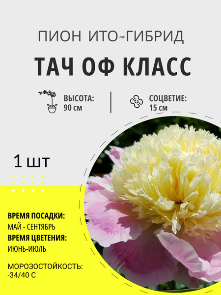 Пионы пионито_Тач Оф Класс - купить по выгодным ценам в интернет ...