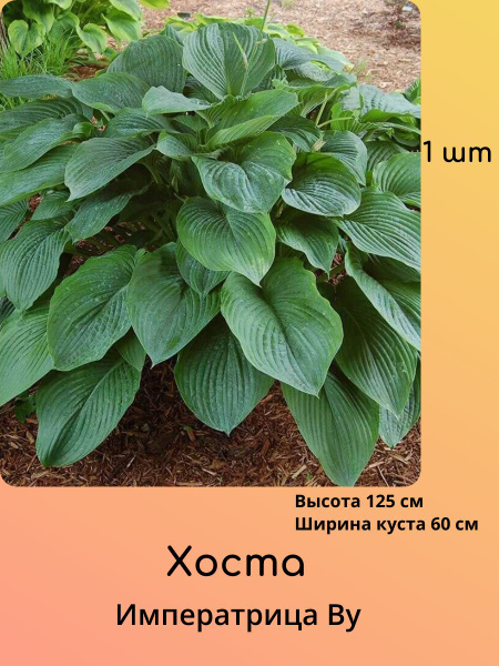 Хосты Хоста1шт - купить по выгодным ценам в интернет-магазине OZON ...