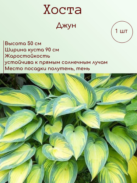 Хосты Хоста1шт - купить по выгодным ценам в интернет-магазине OZON ...