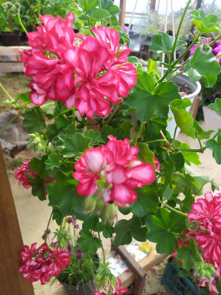 Пеларгония плющелистная (герань) Nixe в горшке 0.7л - купить с ...