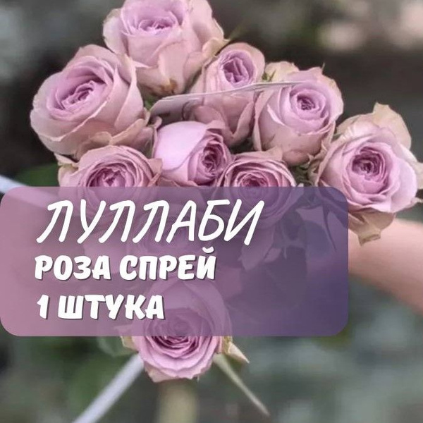 Роза спрей Луллаби / саженец розы купить на OZON по низкой цене ...