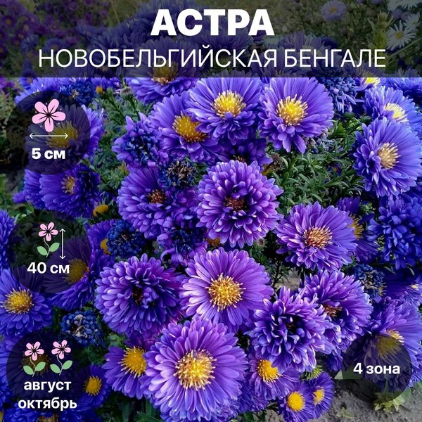 Клубни Астры многолетние COLORLINE купить по выгодной цене в интернет ...