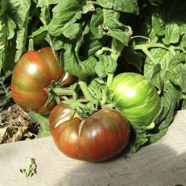 Томаты Deodar SEEDS COMPANY Томат Гном Шоколадная молния - купить по ...
