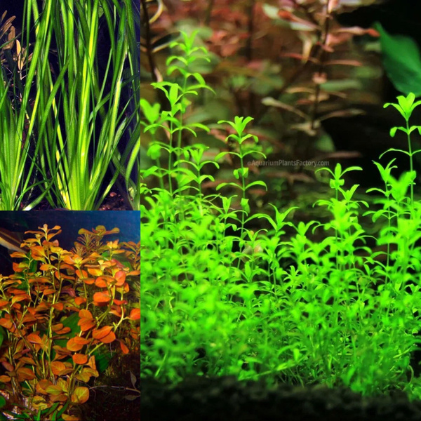 Набор для запуска аквариума из 3 живых аквариумных растений - Хемиантус ...