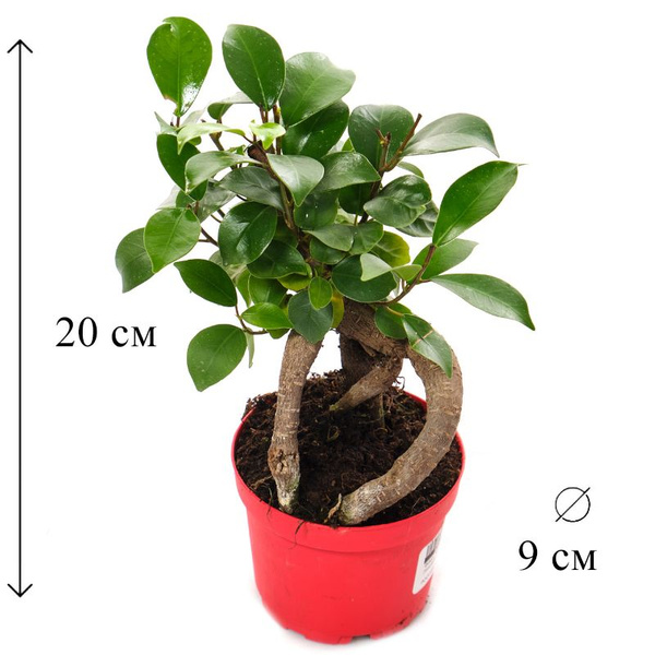 Фикус зеленый, 9 дм, 1 шт - купить по выгодной цене в интернет-магазине ...