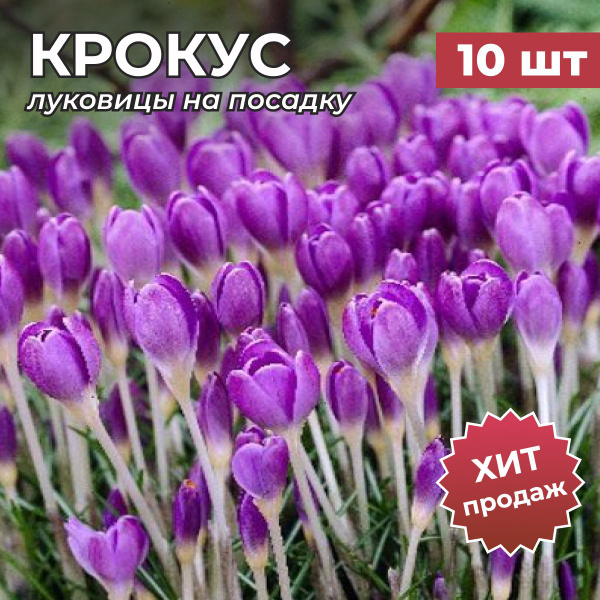 Луковицы крокуса на посадку "Цваненбург" 10 шт купить на OZON по низкой ...