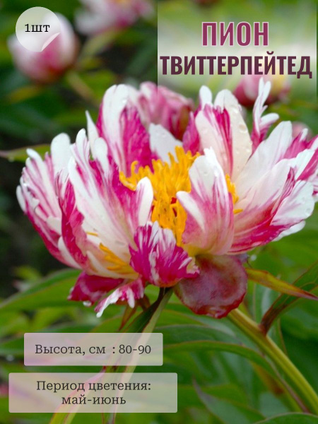 Пионы Твиттерпейтед - купить по выгодным ценам в интернет-магазине OZON ...