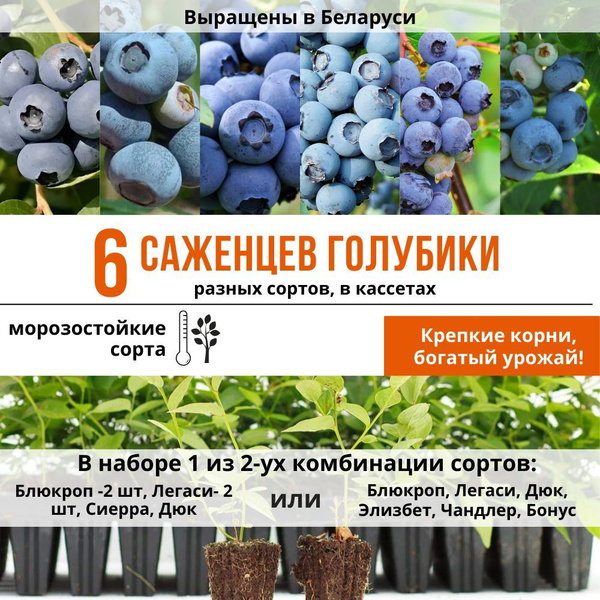 Голубика Голубика в кассете - купить по выгодным ценам в интернет ...