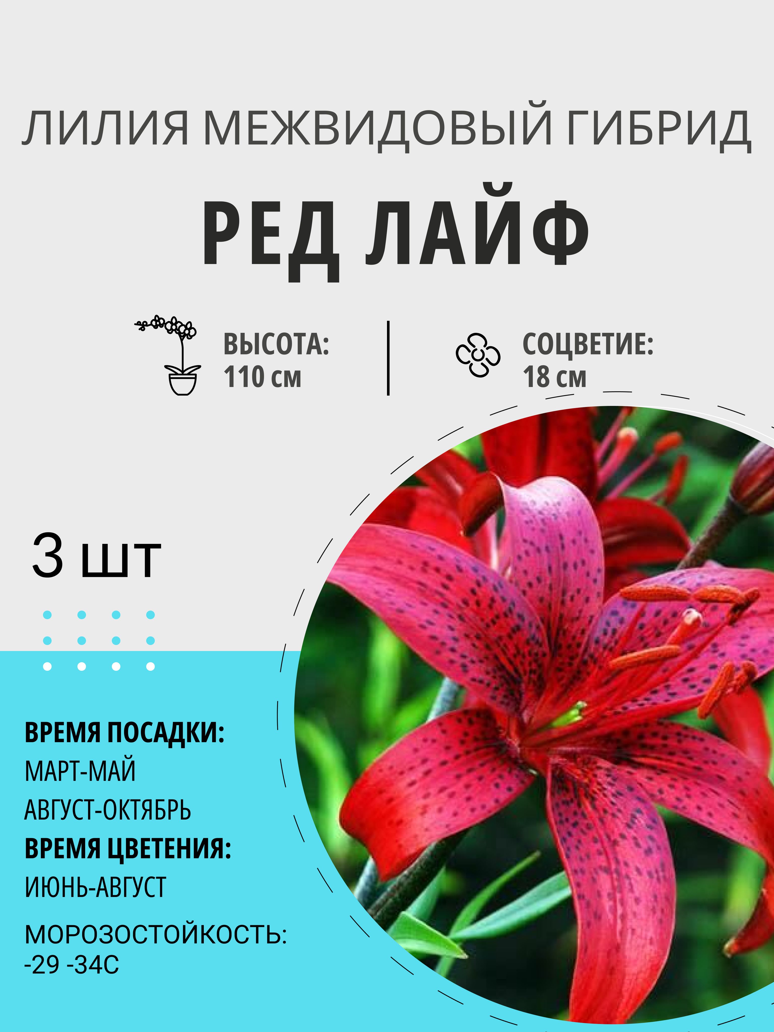 Лилия Ред Лайф Фото