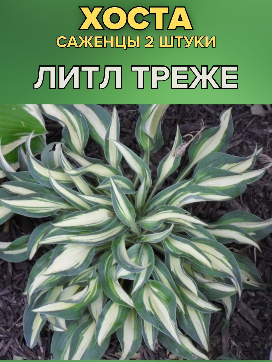 Купить Саженцы Хост