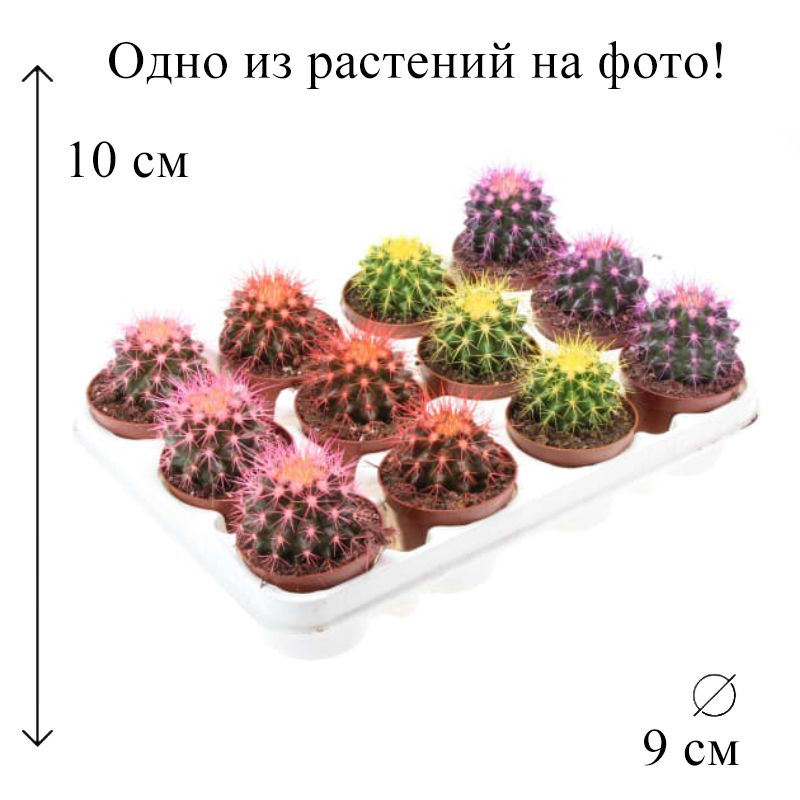 Эхинокактус грузони техасский. Эхинокактус грузони красный. Эхинокактус грузони оранжевый. Эхинокактус грузони рейнбоу. Кактус эхинокактус грузони.