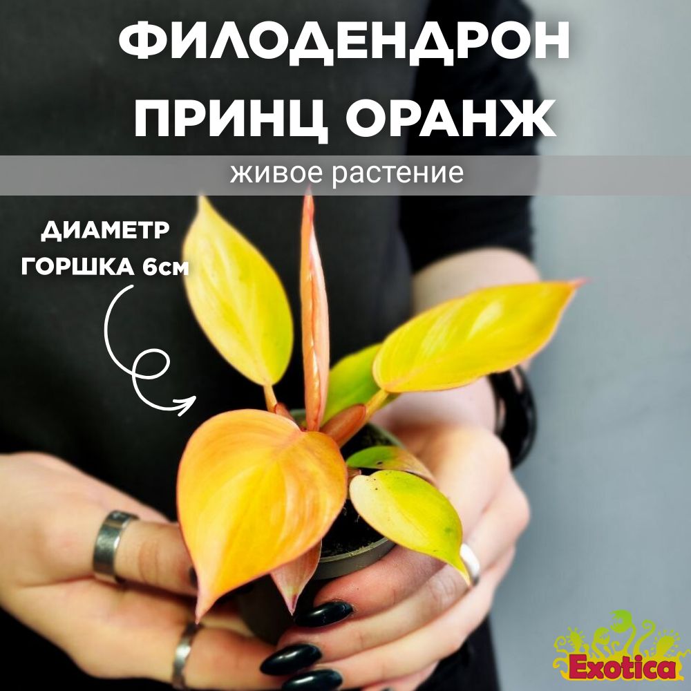 Филодендрон Принц Оранж, или Оранжевый Принц (Philodendron Orange) D6см