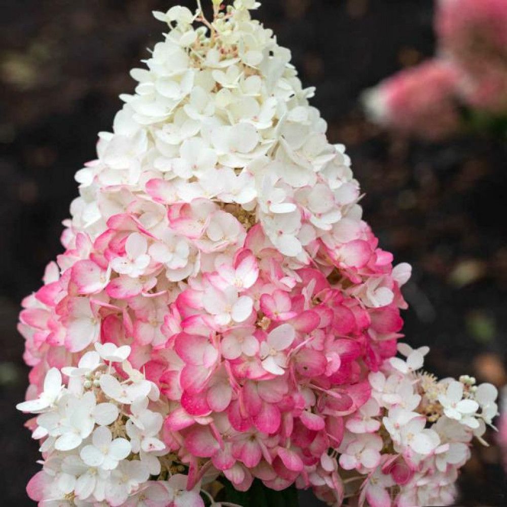 Гортензия strawberry blossom описание и фото отзывы