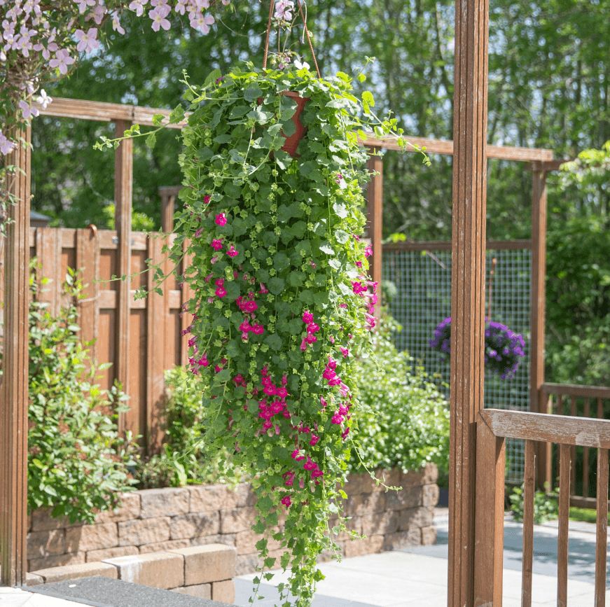 Как посадить и ухаживать за Азариной лазающей в открытом грунте: полив, удобр