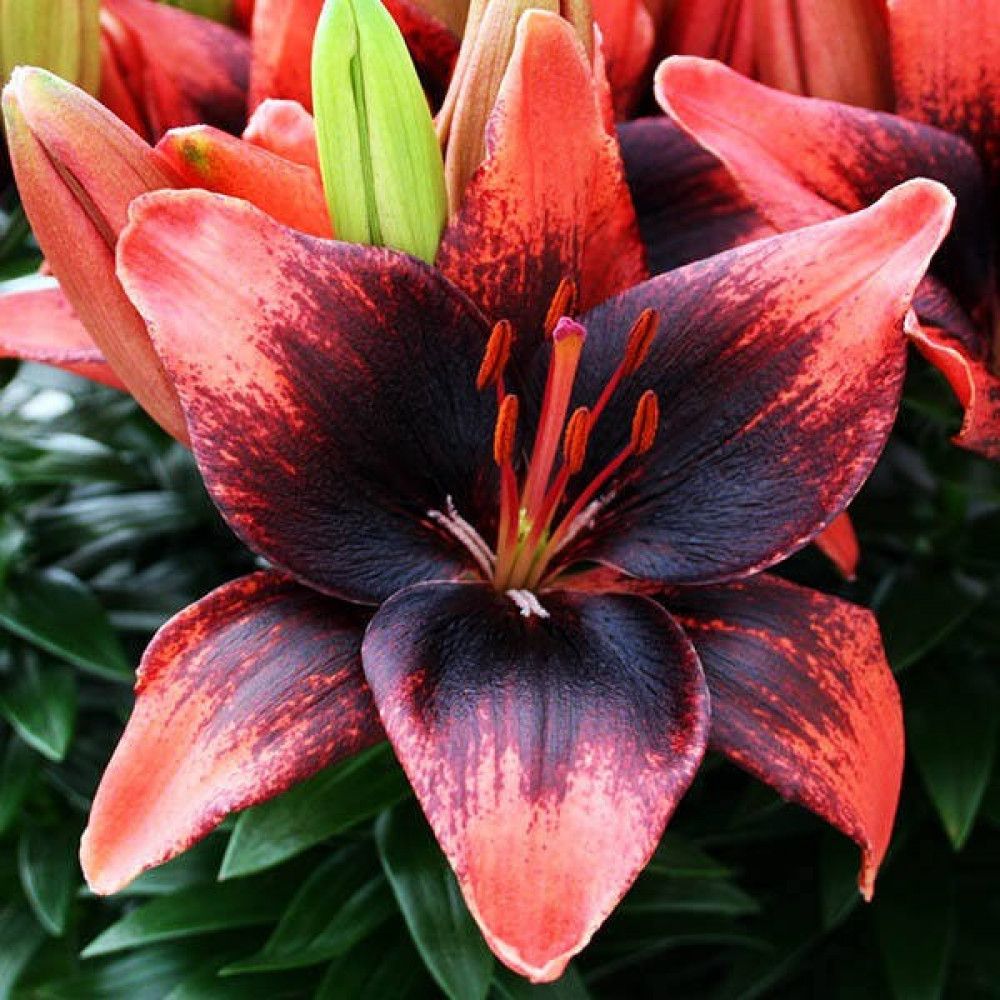 Lilium 'Tiny Shadow' Garden flower beds, Flower garden, Different plants