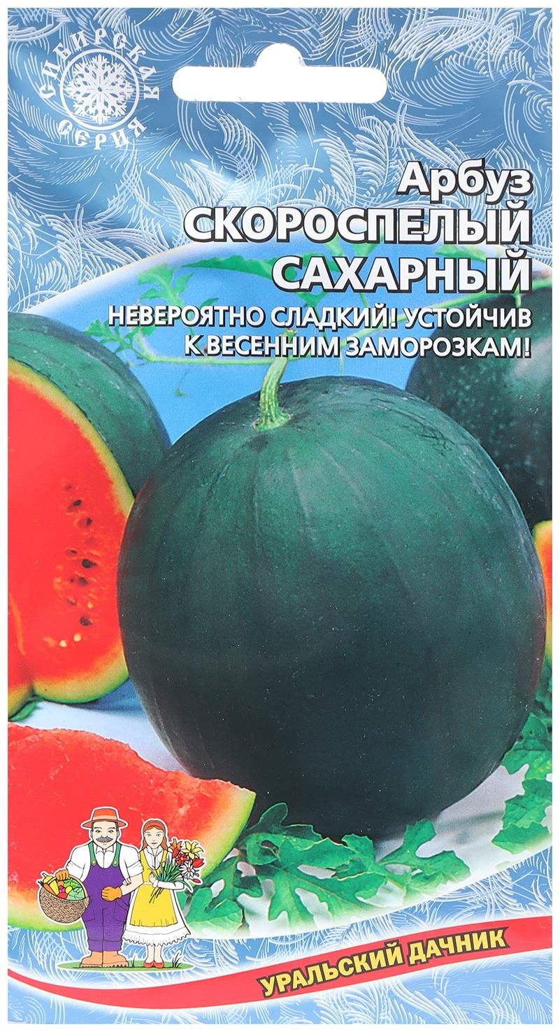 Арбуз сахарная молния. Огурец сахар арбуз. Огурец закусочный фото. Огурец сахар арбуз. Огурец обильный.