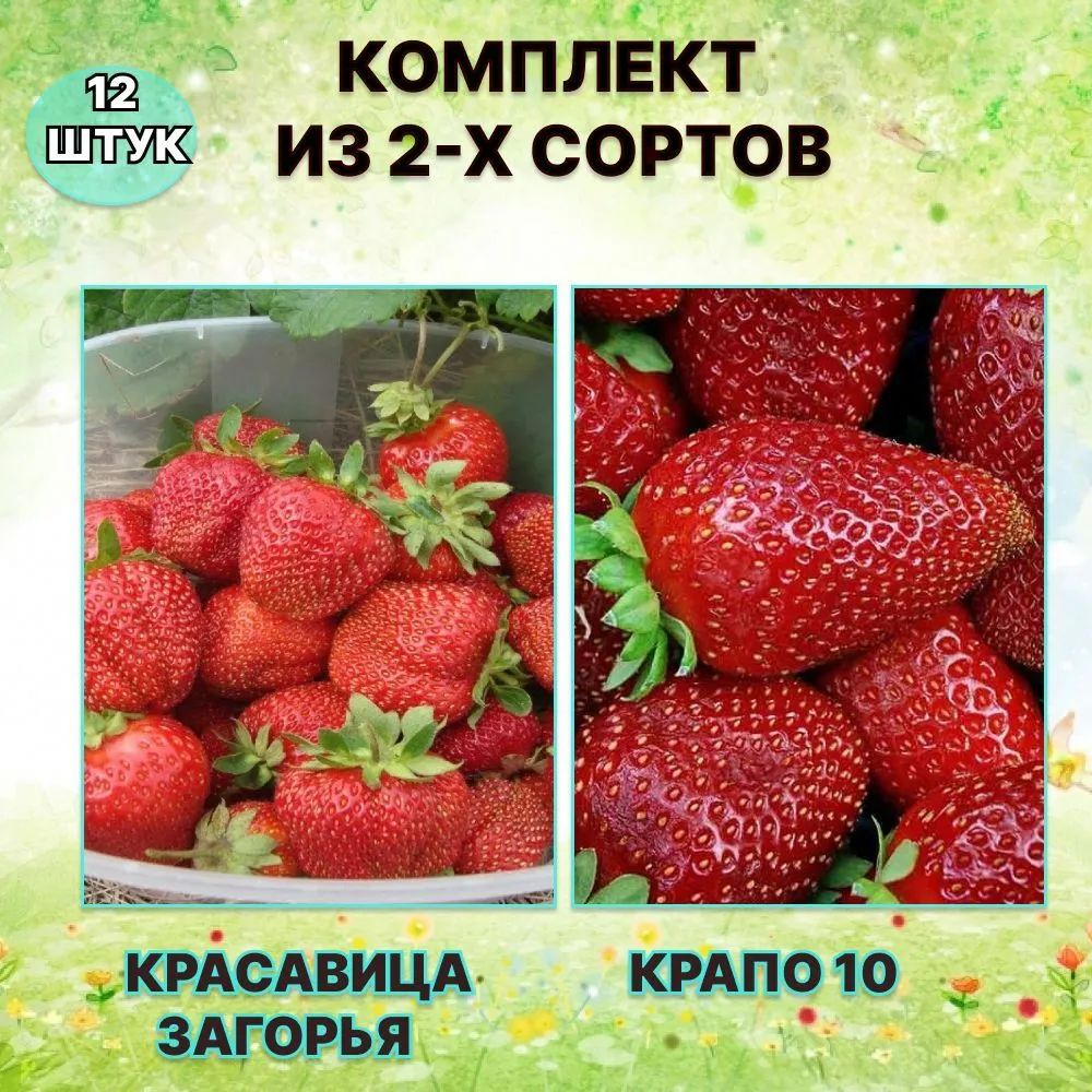 Клубника Крапо 10 Фото