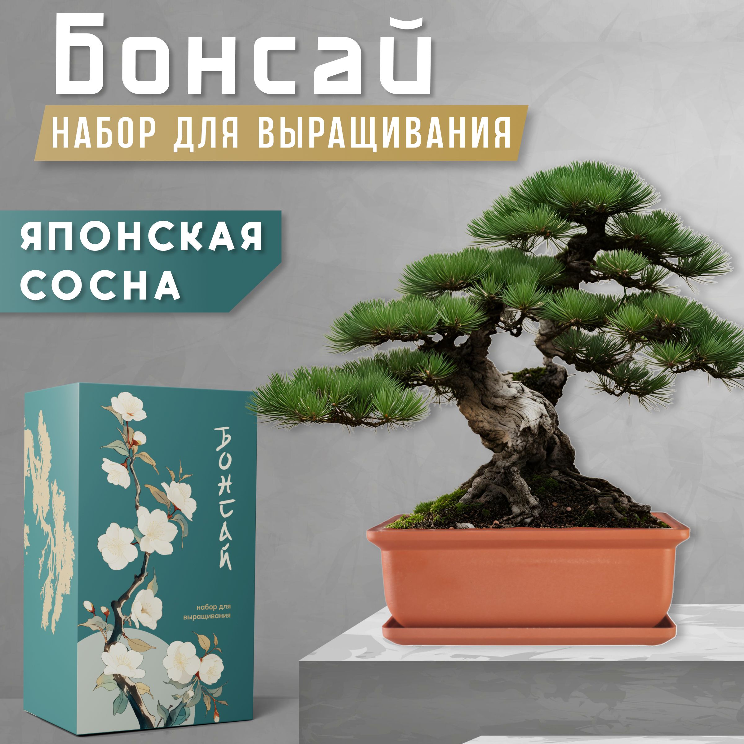 Купить Семена Японской Сосны