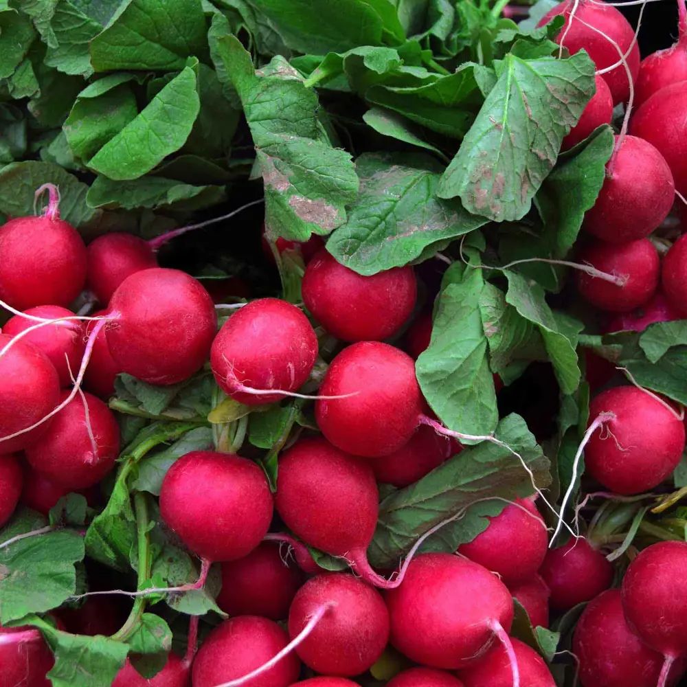 Редис королева марго. Редис селеста f1 производитель. Редиска на грядке. Редис урожайность. Редис урожайность.