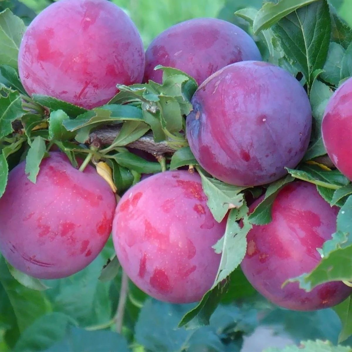 Алыча розовая