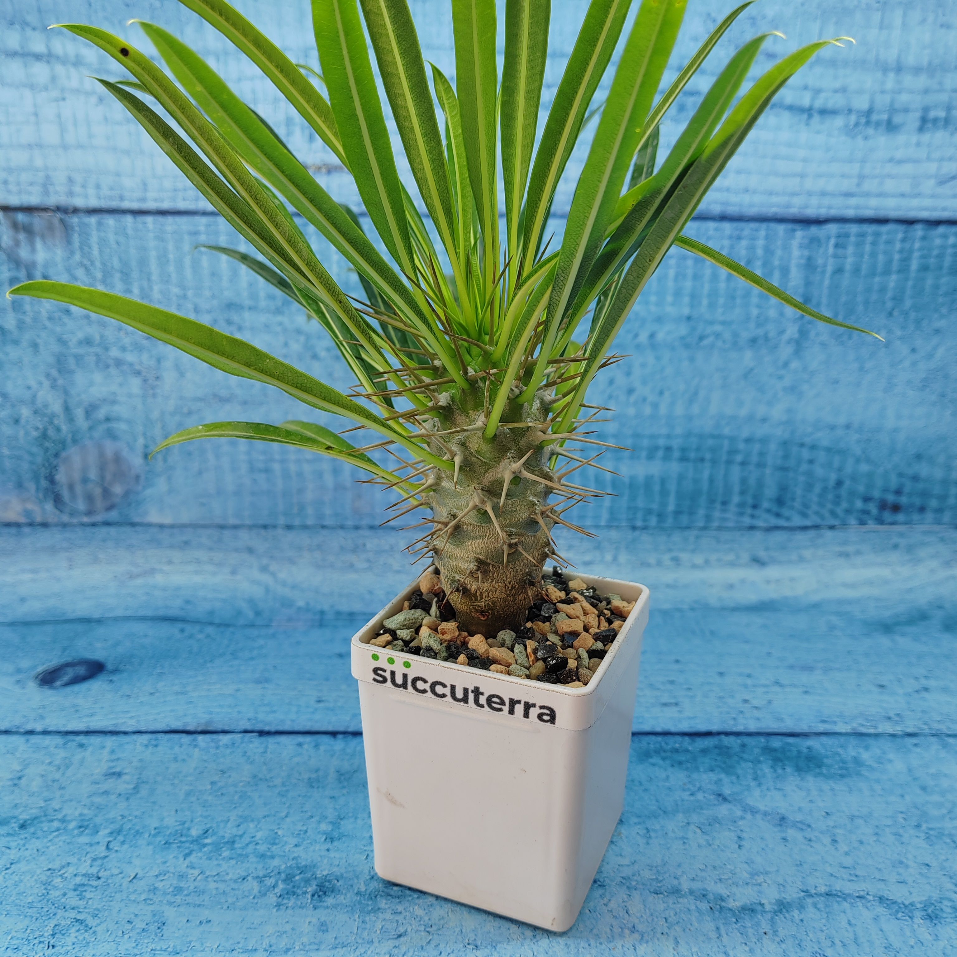 Суккулент Pachypodium Lamerei (Пахиподиум) Диаметр горшка 5.5 см. Субстрат Succuterra Classic и фирменный горшочек в комплекте.