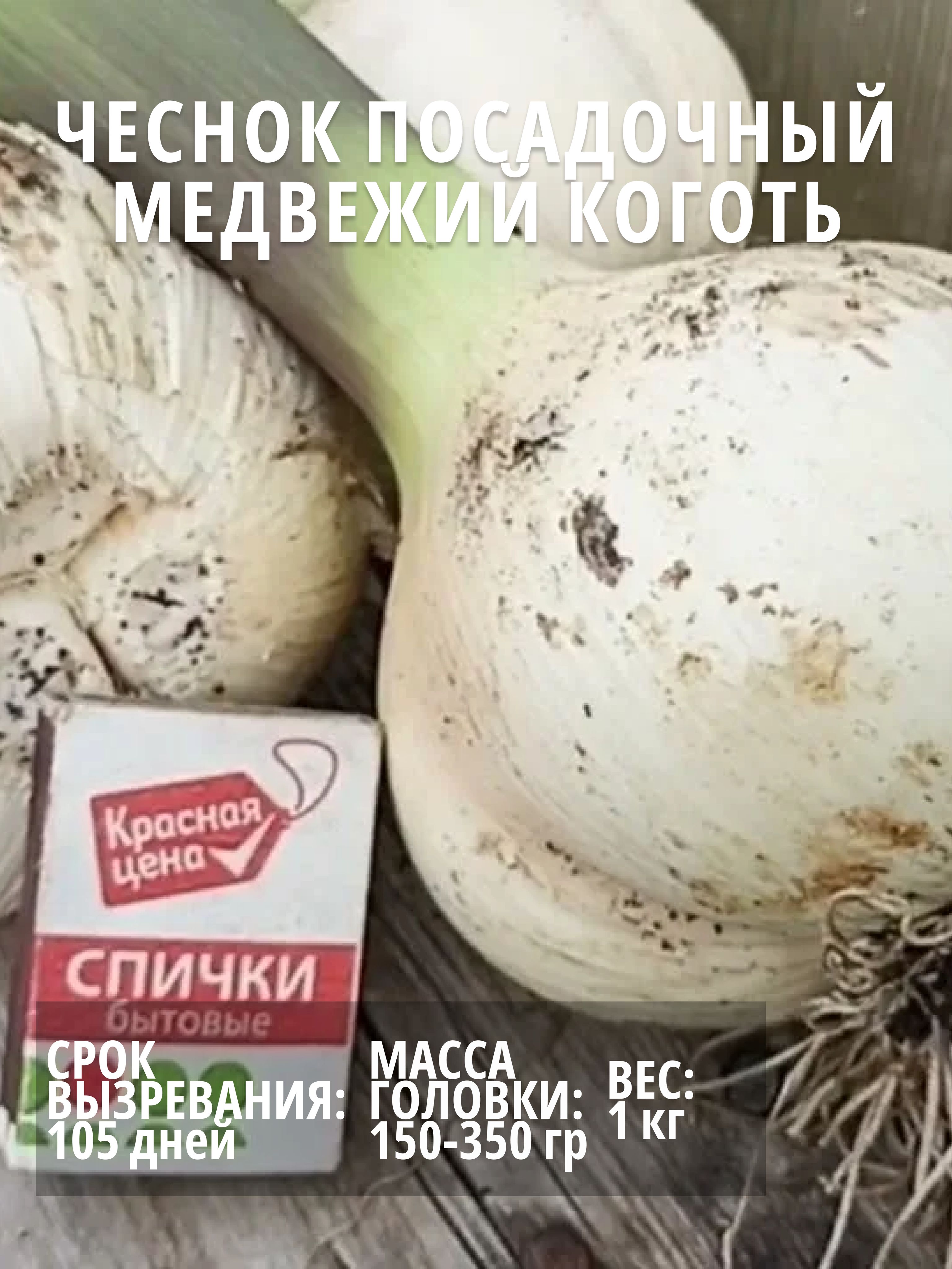 Чеснок сорт богатырь. Чеснок медвежий коготь описание сорта фото отзывы. Семена круглого чеснока. Чеснок озимый богатырь. Чеснок сорт медвежий коготь.