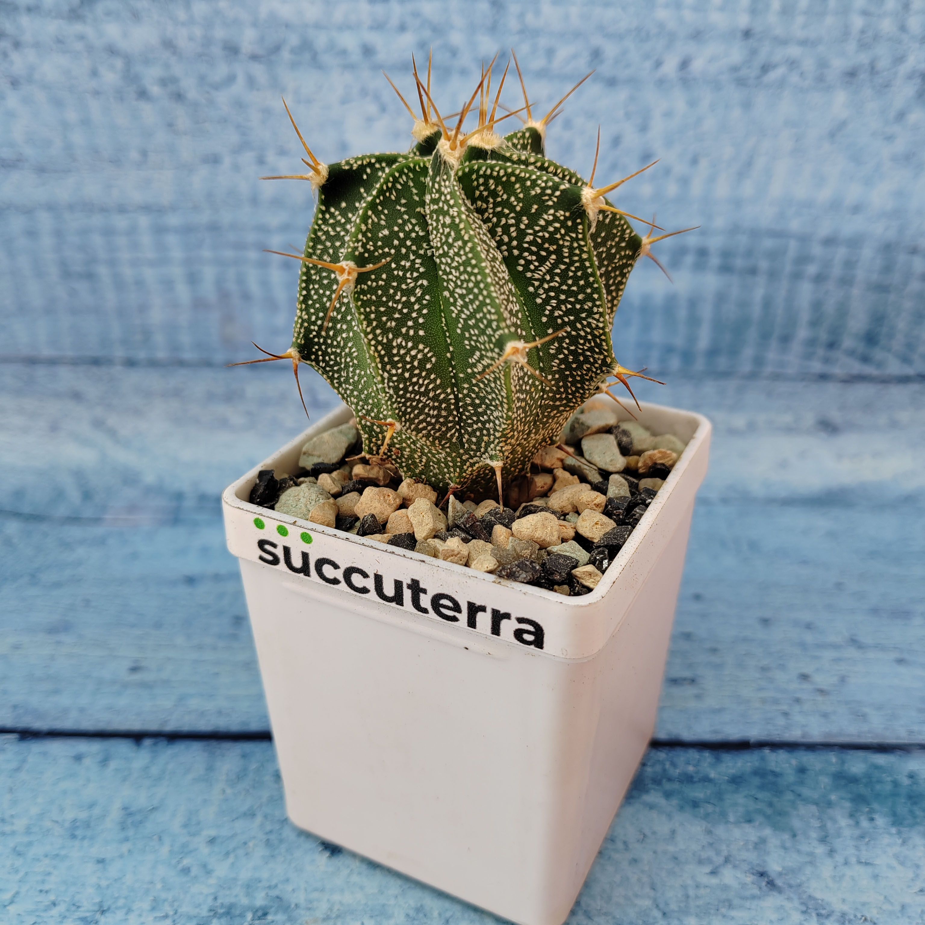 Кактус Astrophytum Ornatum (Астрофитум) Диаметр горшка 5.5 см. Субстрат Succuterra Classic и фирменный горшочек в комплекте.