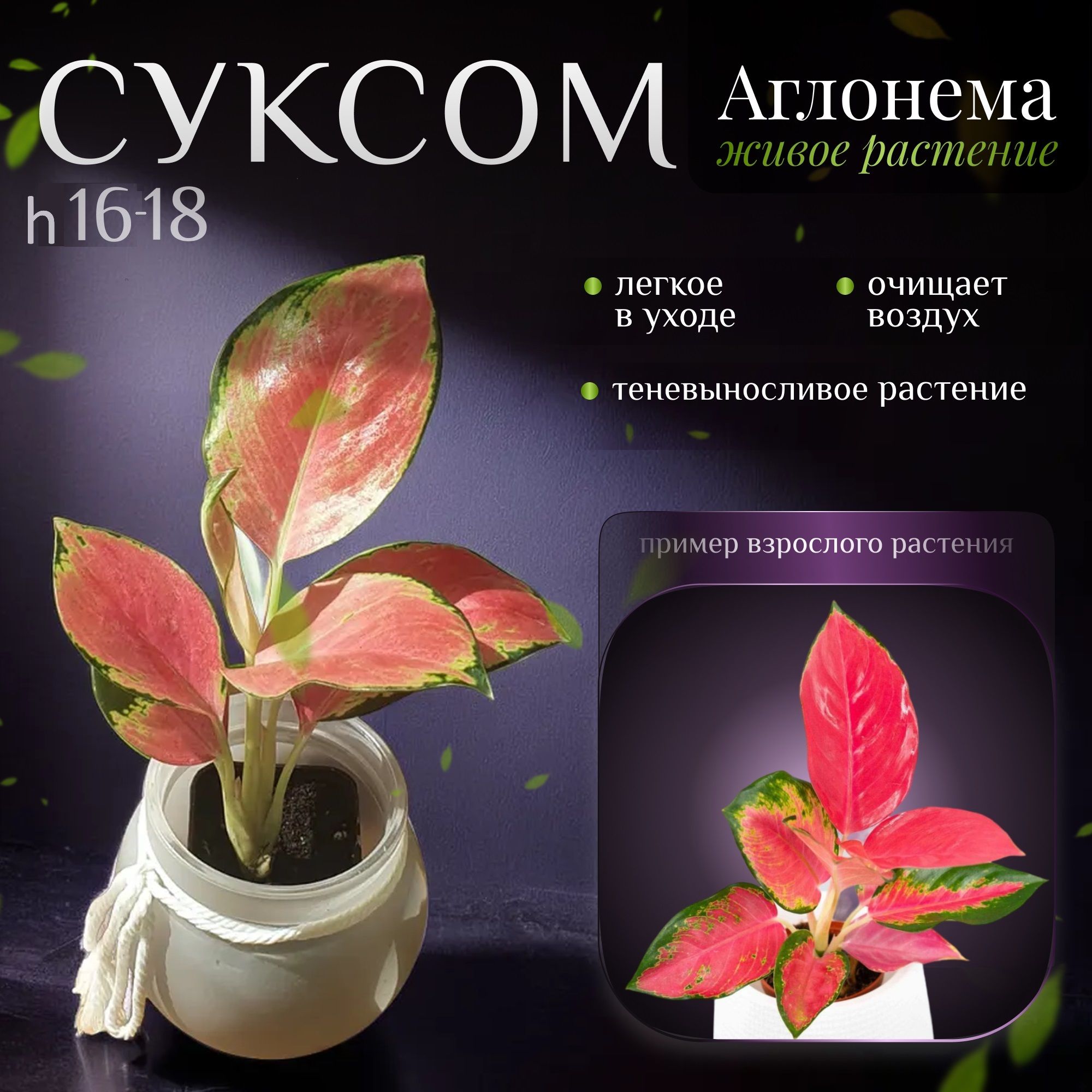 Аглаонема Суксом Пинк (Aglaonema Sucsom Pink)