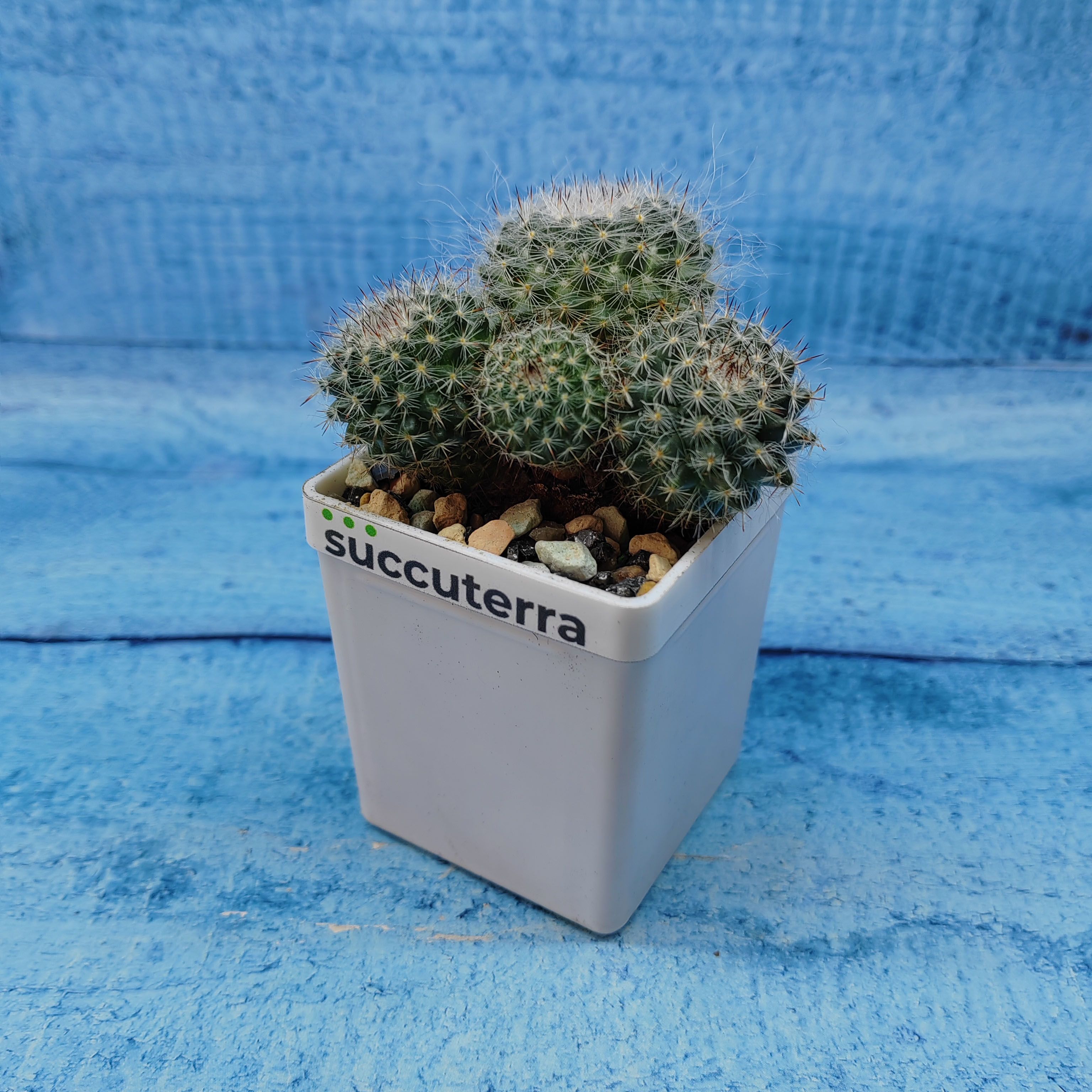 Кактус Mammillaria Hahniana (Маммилярия). Диаметр горшка 5 см. Субстрат Succuterra Classic и фирменный горшочек в комплекте.