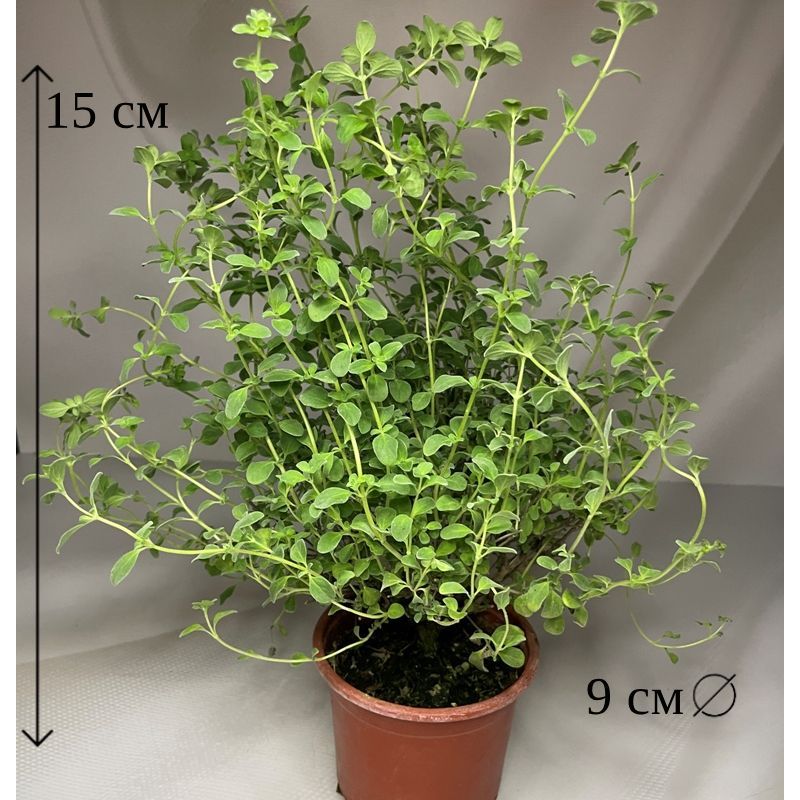Орегано (Майоран) в горшке D-9 см живое растение