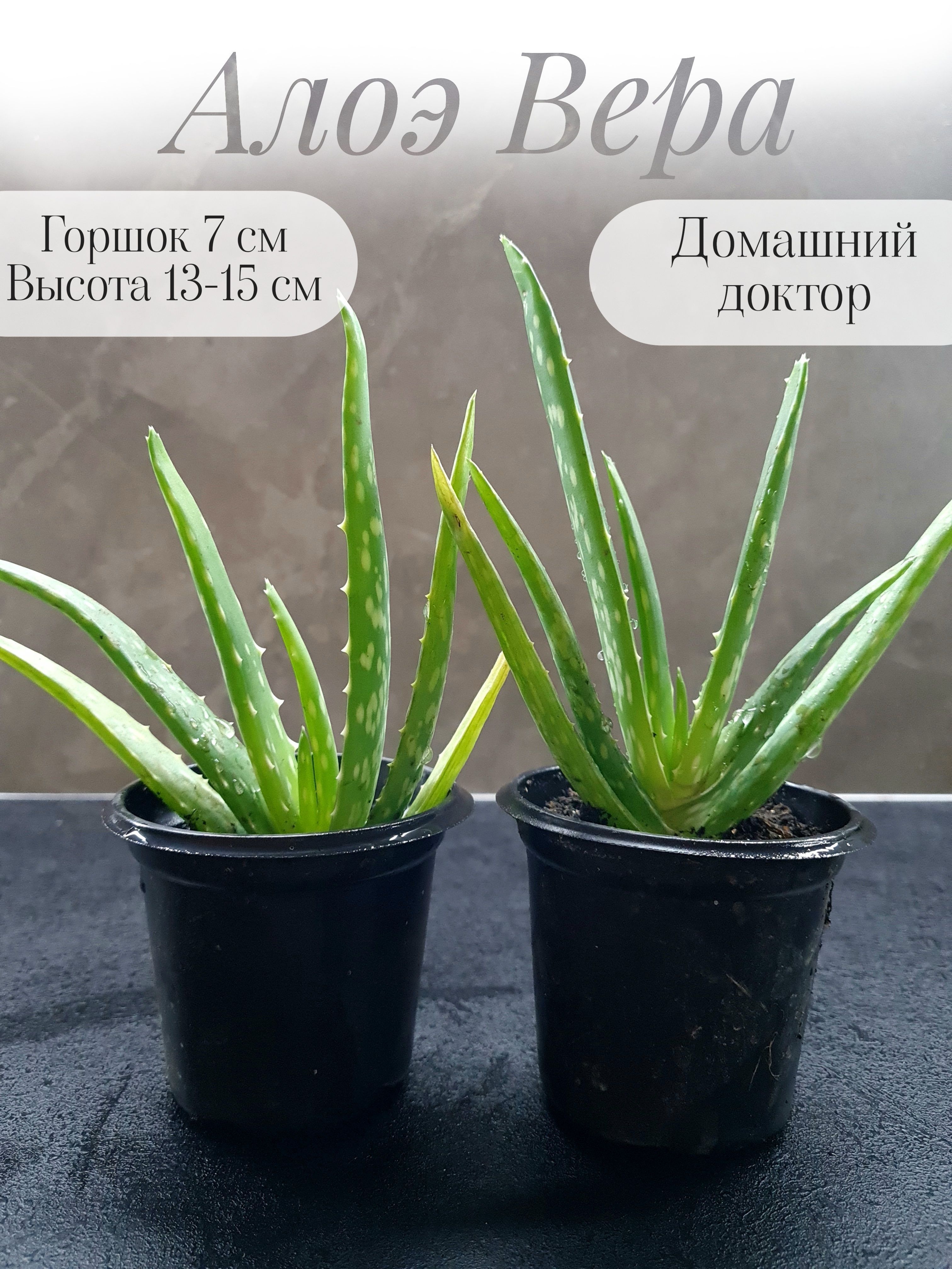 Алоэ Вера (aloe vera), горшок 7 см, высота 13-15 см