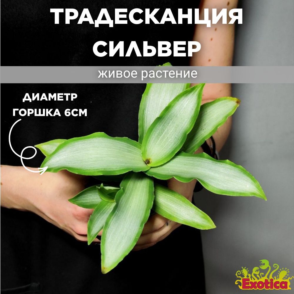 Традесканция Сильвер (Tradescantia Spathacea Silver) D6см