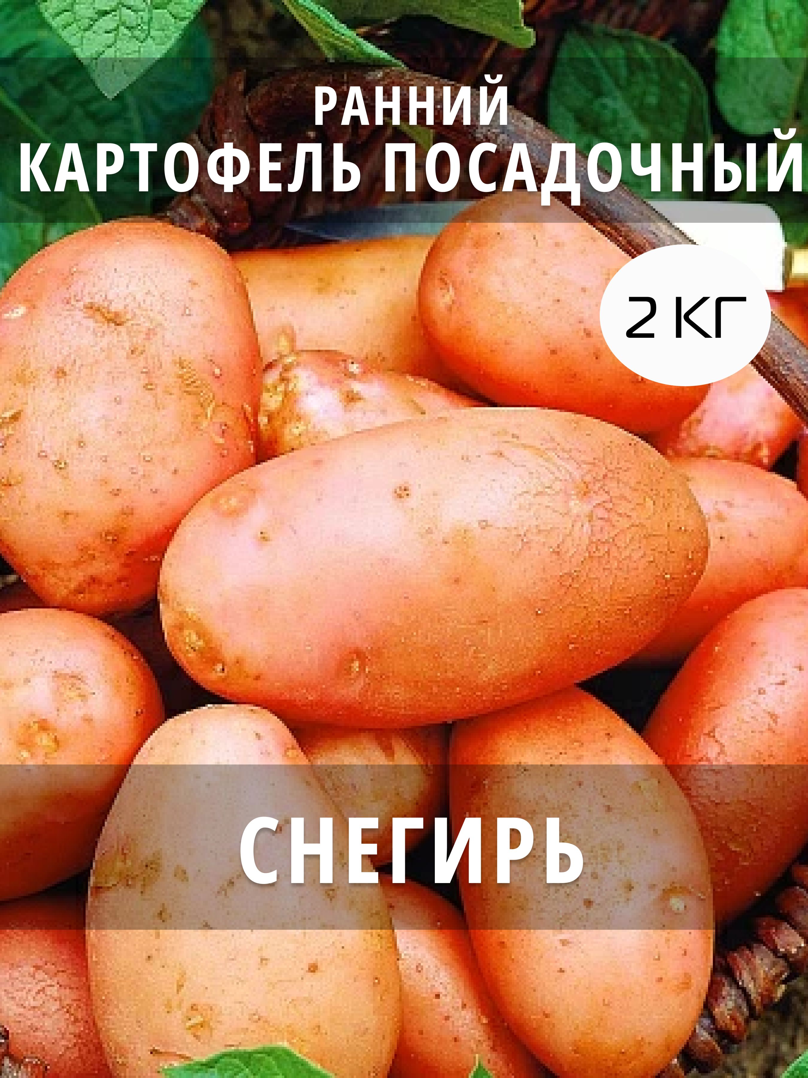 Подготовленные к посадке клубни картофеля Снегирь
