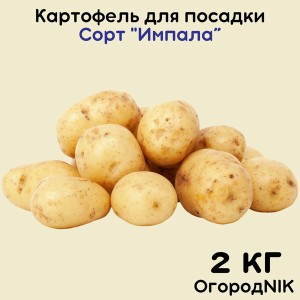 Картофель семенной "Импала" купить на OZON по низкой цене (1707384761)