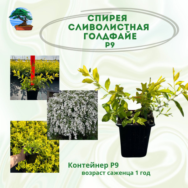 Спирея сливолистная Голдфайе, Р9 - купить с доставкой по выгодным ценам ...