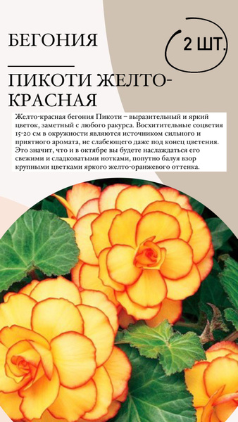 Клубни Бегонии, Бегония купить по выгодной цене в интернет-магазине ...