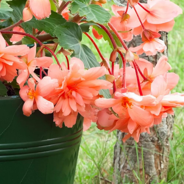 Луковицы Бегонии, Бегонии комнатные COLORLINE купить по выгодной цене в ...