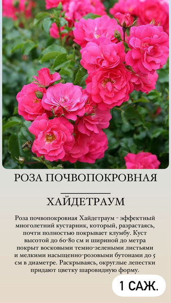 Роза, Роза комнатная Роза_ПочвопокровХайдетраум - купить по выгодным ...